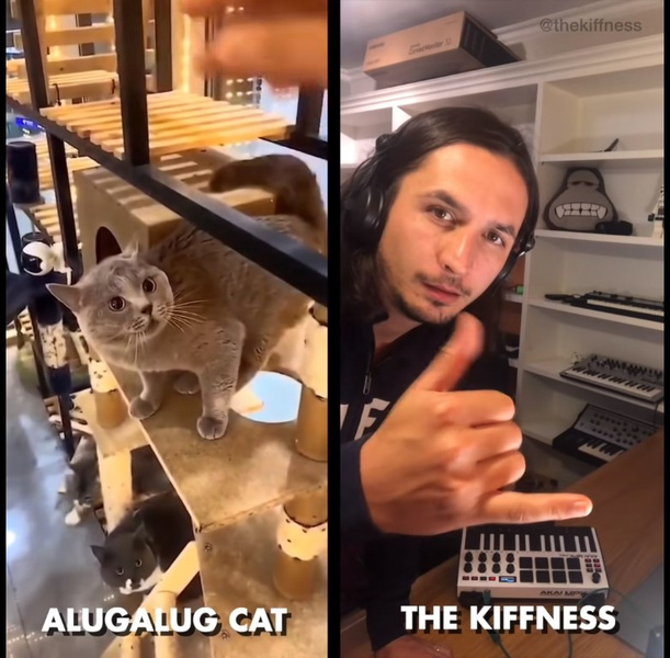 Ремикс на странные вопли кота стал вирусным на YouTube