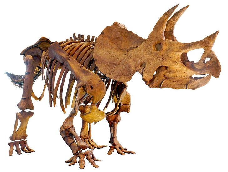 Костяные войны: как палеонтологи Коуп и Марш сделали динозавров знаменитыми