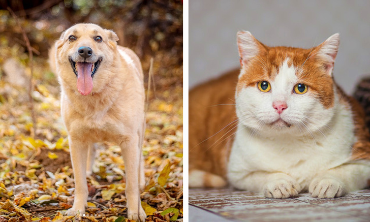 Котопёс недели: кот Бродяга и собака Таша