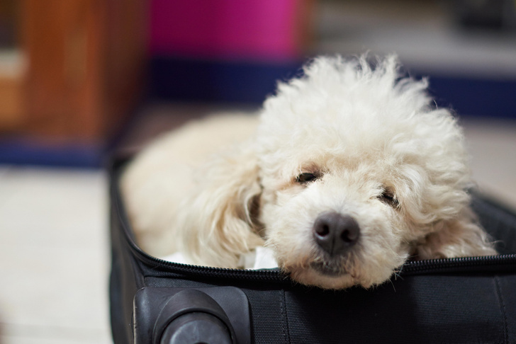 Как подготовить собаку к путешествию: советы кинологов и личный опыт