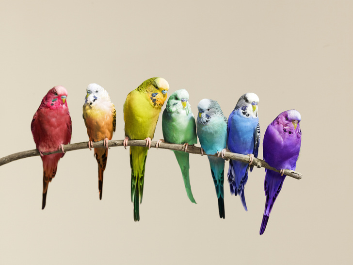 домашние волнистые попугаи