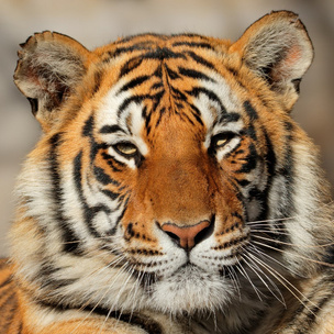 Гадание: Выбери тигра и узнай, какое слово опишет твой 2022 год 🐯
