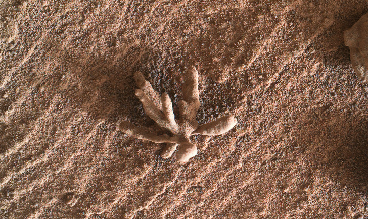 На поверхности Марса нашли крошечный «цветок» из соли