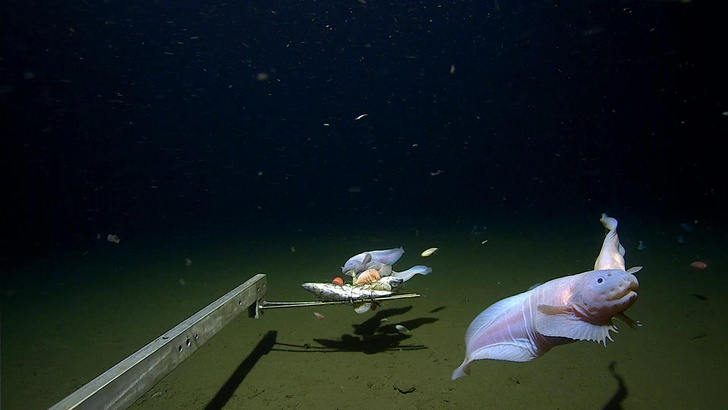 Самую глубоководную рыбу в мире впервые сняли на видео: посмотрите завораживающий ролик с глубины 8 км