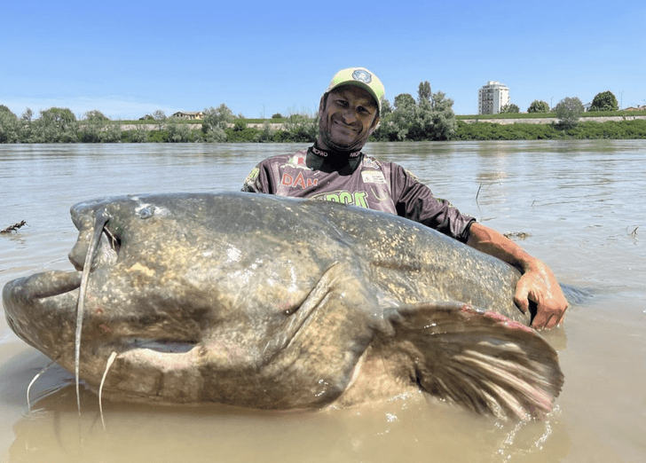 Итальянский рыбак поймал самого большого сома в мире и установил рекорд