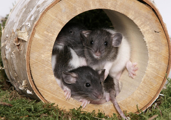 Крысятам пересадили мозг человека. Рассказываем, зачем ученым нужны такие киборги
