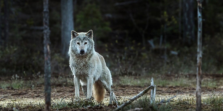 Норвежский волк вымер