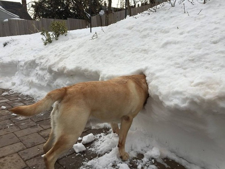 Фото №4 - 7 советов по подготовке собаки к зиме