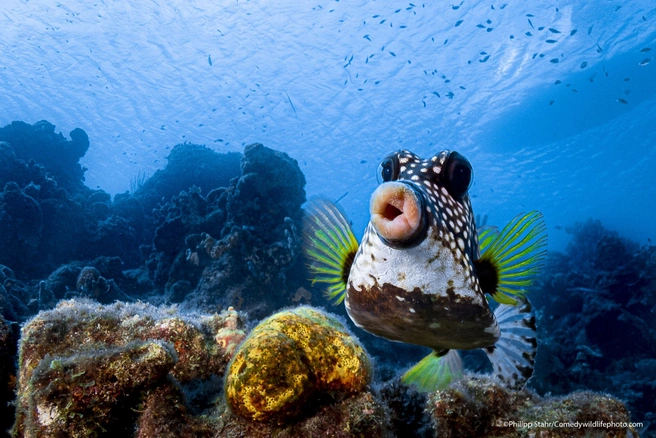 Источник: Philipp Stahr / Comedy Wildlife Photo Awards