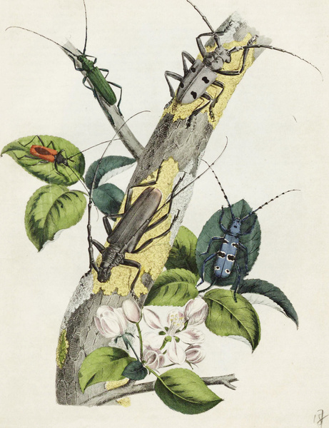 Усачи и скрыпуны: что писал о жуках-дровосеках журнал «Вокруг света» в 1861 году