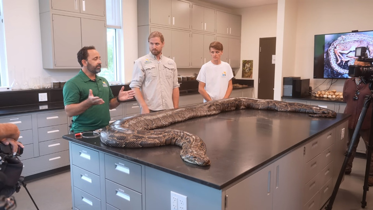 Съела оленя целиком: ученые хитростью поймали змею, которая 43 года терроризировала Флориду
