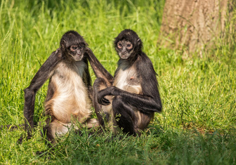 Дорогая, это все эволюция: чернорукие обезьяны объяснили пристрастие людей к алкоголю