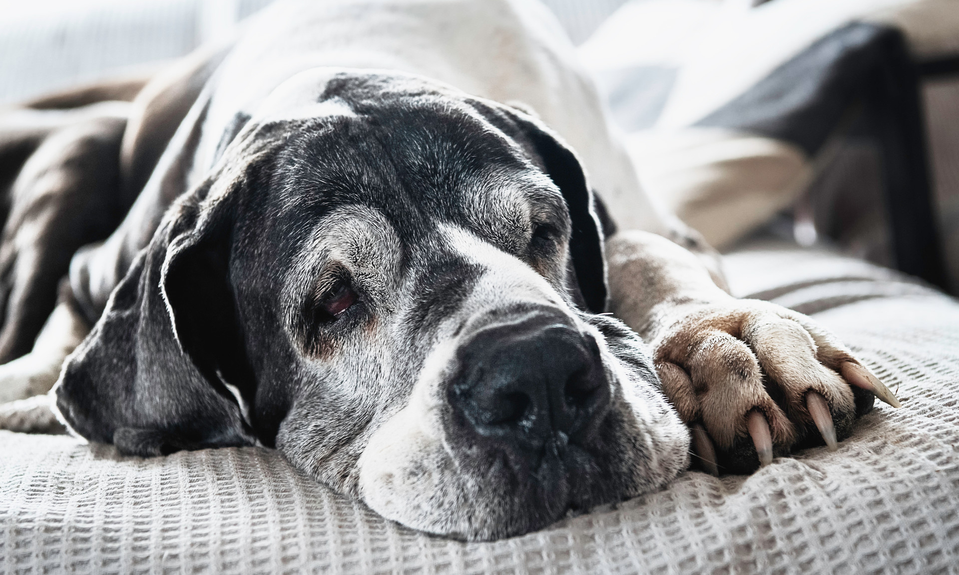 5 пород собак-долгожителей и 5 самых недолговечных | MAXIM