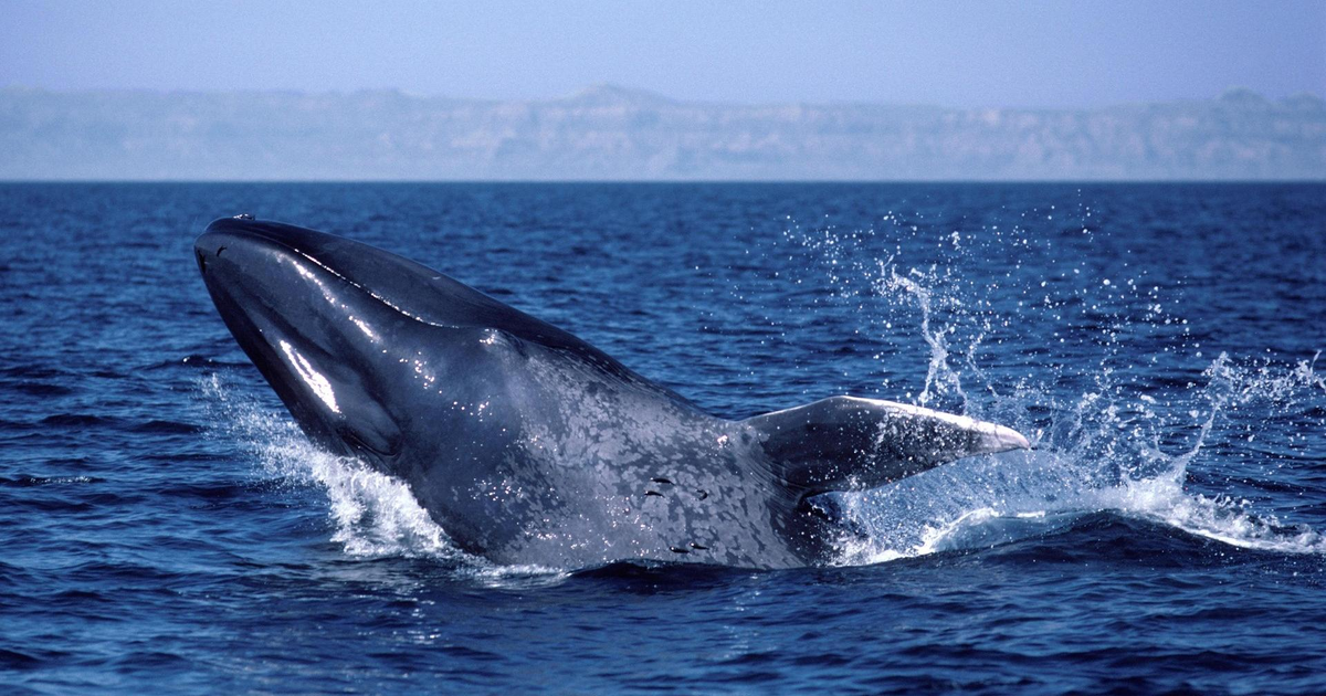 Кит самое большое млекопитающее. Гренландский кит. Голубой кит Balaenoptera musculus. Голубой кит блювал. Кит полосатик в Баренцевом море.