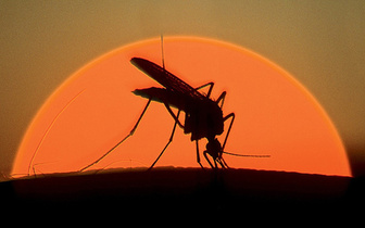 На высокой ноте: 8 занимательных фактов о комарах