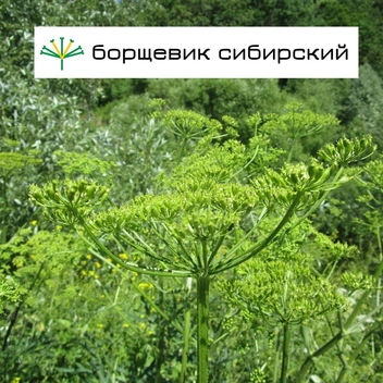 «Можно даже умереть». Чем опасен борщевик и что делать при ожоге — советы врача