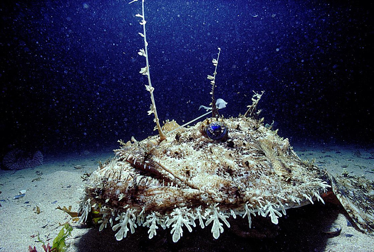 Подводные чудища: посмотрите на 12 жутких морских монстров
