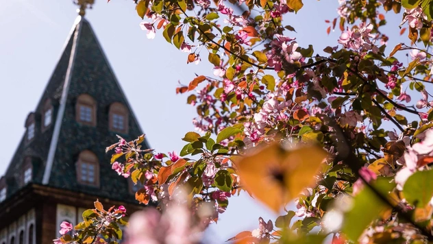 7 интересных фактов о знаменитых яблоневых садах в Коломенском