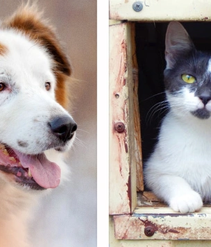 Котопёс недели: кошка Пинк и пёс Таир