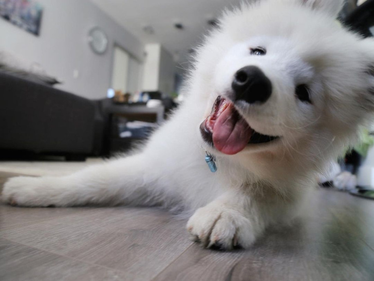 Самые милые собачки в мире: фото и видео, после которых ты захочешь завести щеночка