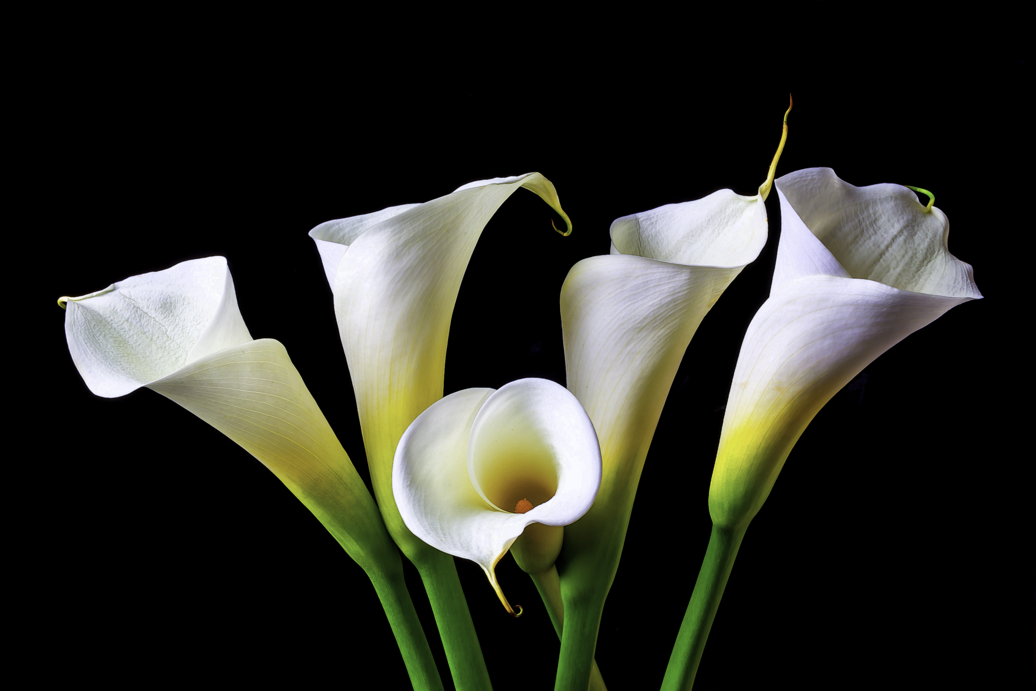 Каллы домашние цветы (75 фото)