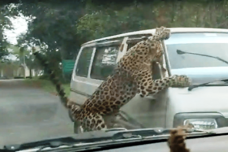 Ранил 15 человек: в Индии леопард атаковал научный городок