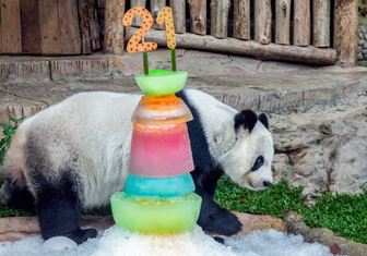 Панда в Таиланде получила торт на день рождения