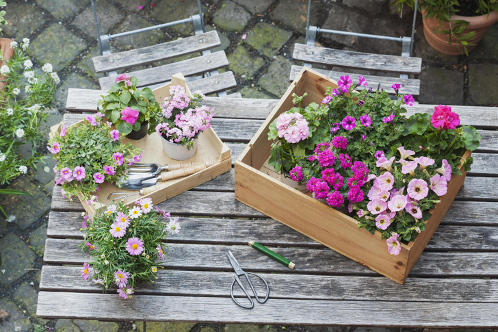 Домашнее садоводство: сажаем цветы на балконе