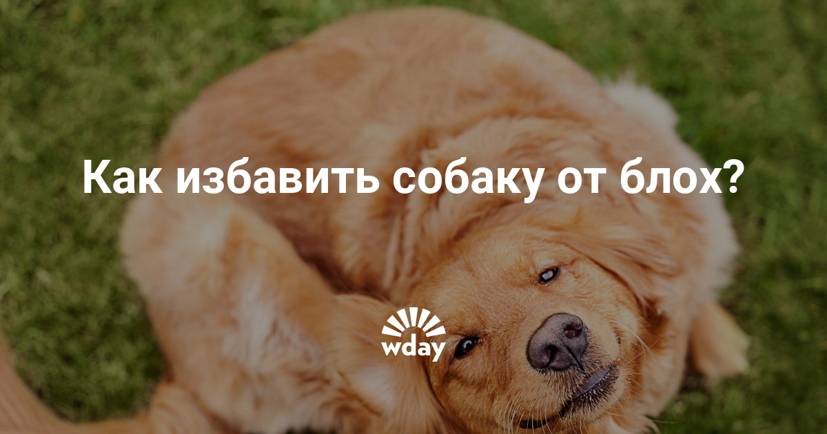 Как избавить собаку от блох в домашних условиях — www.wday.ru