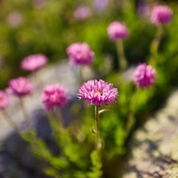 Аватарка Ирина