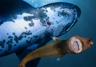 Поцелуй бездны: чем опасна бразильская светящаяся акула