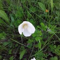 Аватарка Vel