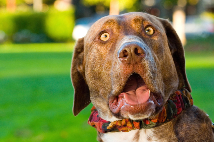 Не лай на свою собаку: ветеринар объяснила, чем опасен новый TikTok-челлендж