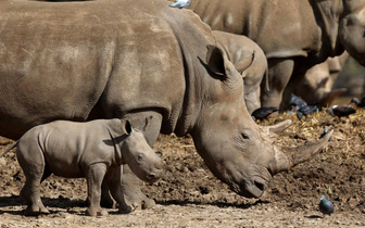 Продаются 2000 носорогов: кто и зачем ищет покупателя для современного «Ноева ковчега»?