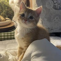 Аватарка котенок