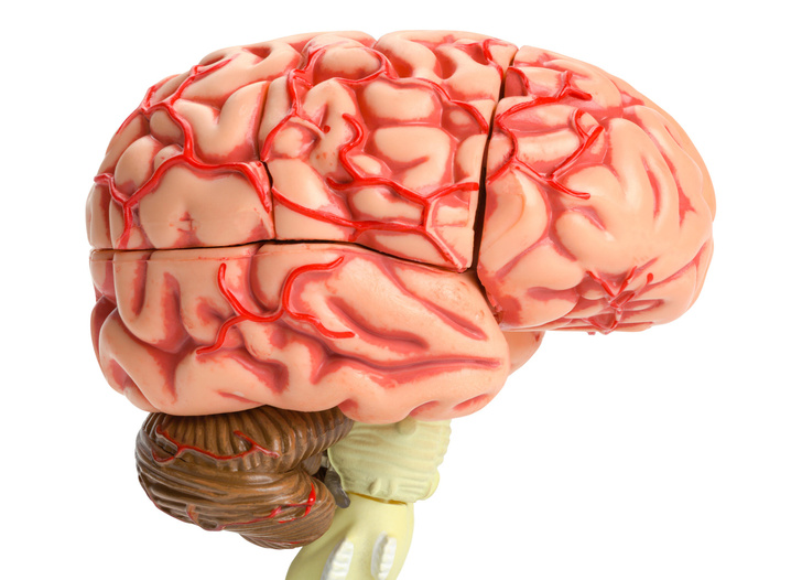 Изнашиваются ли сосуды мозга от тяжелых раздумий?