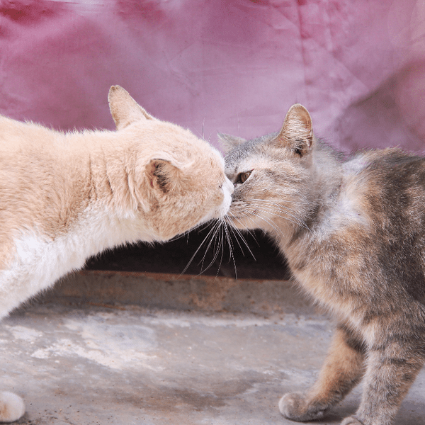 Тест-рулетка: Котики подскажут, какими будут твои новые отношения 😍