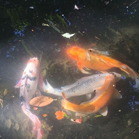 Аватарка Заблудшая душа