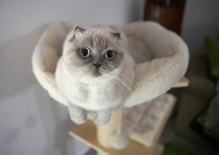 10 очень странных домиков для кошек