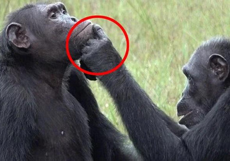 Шимпанзе поставили под сомнение основной принцип эволюции