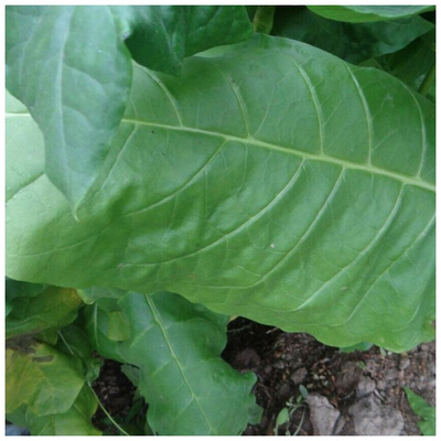 Семена питомника «Орешка», табак «Многолистный» 