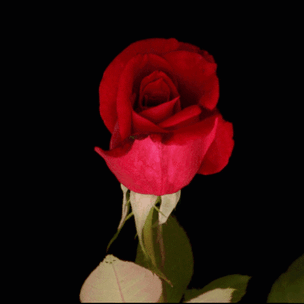 Тест: Для кого цветет твоя роза? 🌹