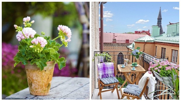 Озеленяем дом: 5 видов цветов, которые можно легко выращивать на балконе