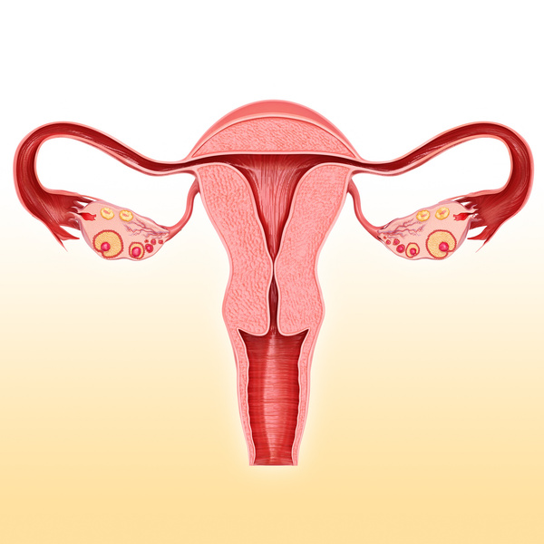 Как нарастить эндометрий для зачатия быстро | WDAY
