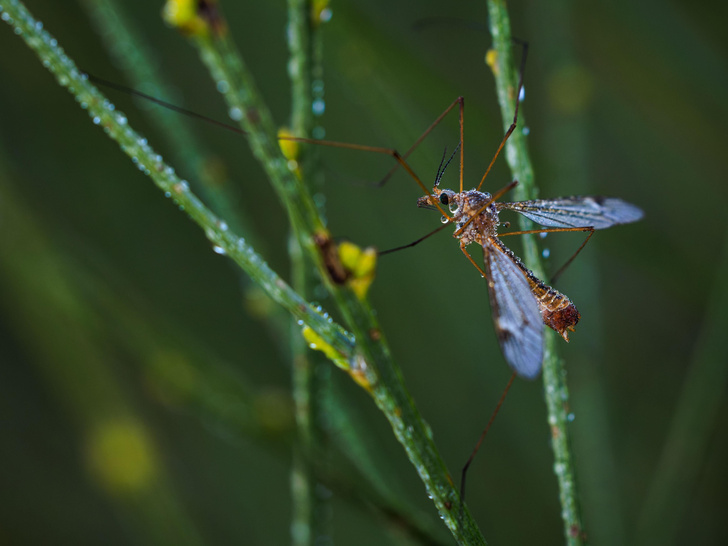 Потому и не кусают: как ученые научились «кастрировать» комаров?