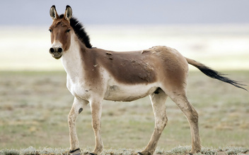 Кузены по воле: дикие родственники лошади Пржевальского