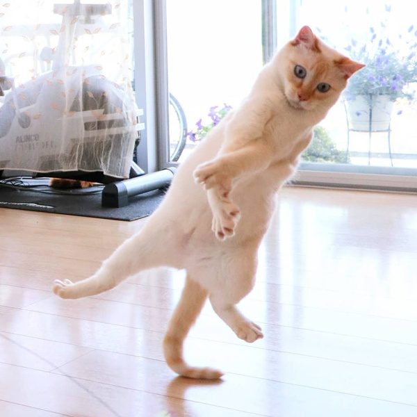 В сети нашли кота, который танцует лучше Волочковой: фото