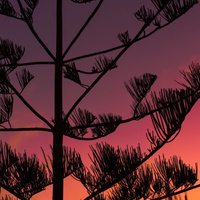 Аватарка Секвойя