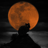 Аватарка Neroli