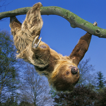 10 быстрых фактов о ленивцах